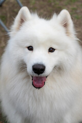Obraz premium a Samoyed dog enjoying its time on a lush green lawn. The fluffy white coat of the Samoyed shines brightly under the natural sunlight, perfectly complementing the vibrant greenery around