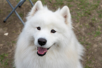 a Samoyed dog enjoying its time on a lush green lawn. The fluffy white coat of the Samoyed shines brightly under the natural sunlight, perfectly complementing the vibrant greenery around