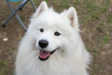 a Samoyed dog enjoying its time on a lush green lawn. The fluffy white coat of the Samoyed shines brightly under the natural sunlight, perfectly complementing the vibrant greenery around