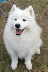 a Samoyed dog enjoying its time on a lush green lawn. The fluffy white coat of the Samoyed shines brightly under the natural sunlight, perfectly complementing the vibrant greenery around