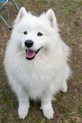 a Samoyed dog enjoying its time on a lush green lawn. The fluffy white coat of the Samoyed shines brightly under the natural sunlight, perfectly complementing the vibrant greenery around