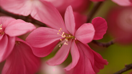 pink blossom