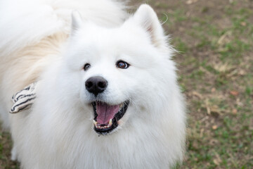 Fototapeta premium a Samoyed dog enjoying its time on a lush green lawn. The fluffy white coat of the Samoyed shines brightly under the natural sunlight, perfectly complementing the vibrant greenery around
