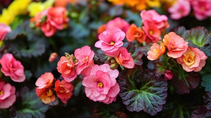 Fototapeta premium Vibrant pink, orange, and yellow flowers blooming in a garden bed.