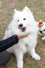 a Samoyed dog enjoying its time on a lush green lawn. The fluffy white coat of the Samoyed shines brightly under the natural sunlight, perfectly complementing the vibrant greenery around