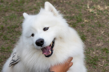 a Samoyed dog enjoying its time on a lush green lawn. The fluffy white coat of the Samoyed shines brightly under the natural sunlight, perfectly complementing the vibrant greenery around