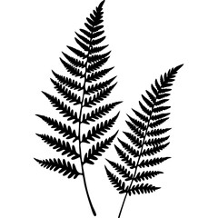 fern leaves silhouettes vector illustration transparent background