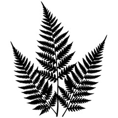 fern leaves silhouettes vector illustration transparent background