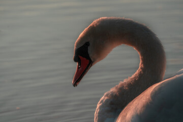 Close up of a swan