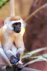 I didn't steal that candy bar