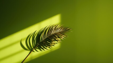 Single Palm Frond Casts Shadow on Lime Green Background in Sunlight