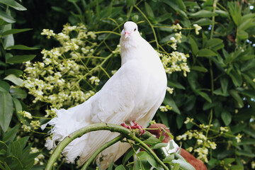 white dove in the big green bush in the city centre