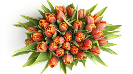 Fototapeta premium Beautiful tulip flowers