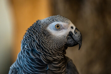 African Grey Parrot