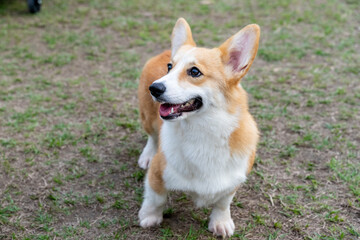 This photo series showcases the adorable charm of Corgis, known for their short legs, long bodies, and expressive faces. Whether they're playfully running in the park, tilting their heads curiously, o