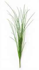 Fototapeta premium Fresh Green Grass Blades Isolated on White Background Simple Nature Minimalist Design Element