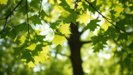 Sunlight Illuminates Vibrant Green Leaves on a Tree Branch in a Lush Forest Setting