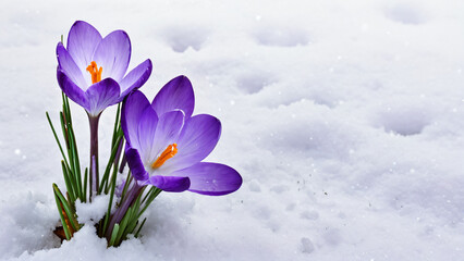 spring crocus flowers in snow