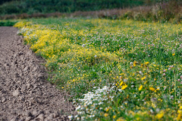 Wildflowers enhance the beauty of agricultural fields with vibrant colors and natural charm