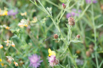 Delicate flowers and grass in a vibrant wildflower field during the warm afternoon