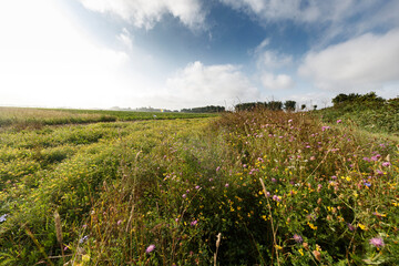 Vibrant wildflowers flourishing in diverse field edges, enhancing rural landscapes and supporting biodiversity