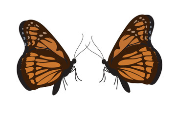 vector art of butterflies isolated on white background