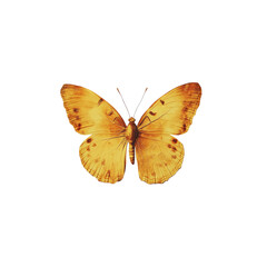 Fototapeta premium Golden Butterfly on White Background A Stunning Close-Up