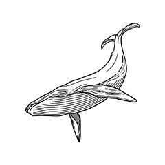 a detailed drawing of a whale illustration