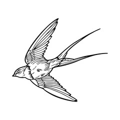 a line art drawing of flying bird design illustration