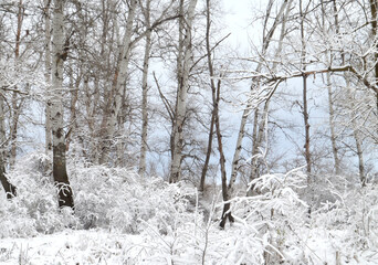 A dense forest covered with snow against the backdrop of a blue sky.
