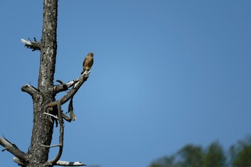 Kestrel on the tree