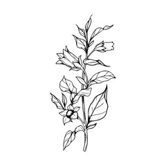 Minimalist Hand Drawn Floral Bouquet Illustration