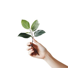 hand holding plant
