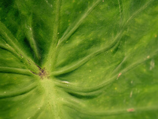 Extreme macro photography of the center and the veins of an aurum lily leaf, captured in a farm...