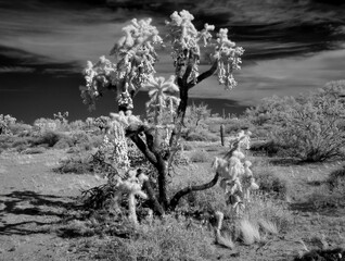 Infrared Cholla cactus, Sonora Desert, Mid Spring