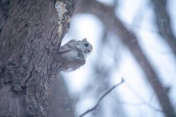 北海道, エゾモモンガ, 小動物, 哺乳類, かわいい, 動物, りす, げっ歯類, 野生動物, 野生, 陸上動物, 自然, 栗鼠, 木, 森, 生物, 可愛い, 茶色, 生き物, 森林