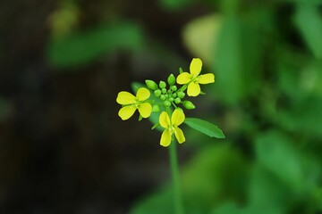 Yellow Mustard plant with flower