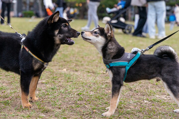 A lively black Shiba Inu is seen playing on a vibrant green lawn, radiating energy and joy. Its sleek black coat, curled tail, and expressive eyes capture the breed's unique charm and spirited 