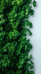 Vibrant Fresh Green Parsley Leaves on White Background Healthy Herb for Cooking and Cuisine