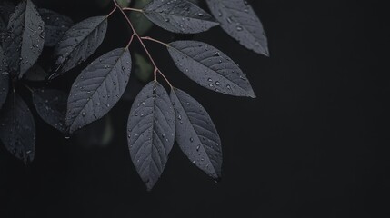 Dark leaves with water droplets on a black background.
