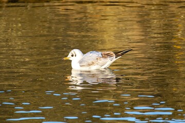 Mouette rieuse nageant dans l'eau