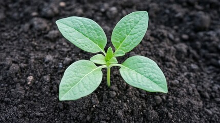 Naklejka premium Green plant sprouting from clean soil,symbolizing eco-consciousness and sustainability