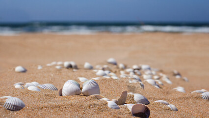 a lot of white cute shells on sand near sea on sunny day