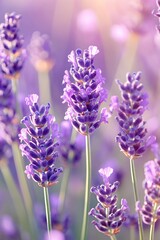 Obraz premium Serene Lavender Field Blossoms in Soft Sunlight