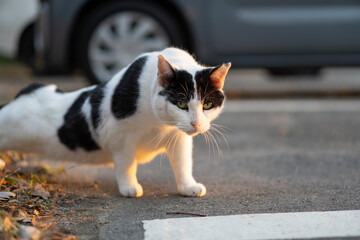 夕日の当たる公園の駐車場で腕立て伏せみたいなポーズのぶち猫とハチワレ柄の野良猫