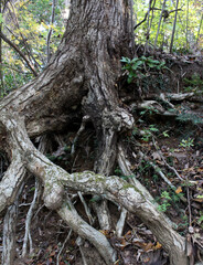 Roots of an old tree in autumn forest background.