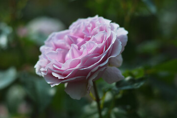 Obraz premium Close-up of a blooming delicate light lilac purple rose against a background of blurred green leaves. Beautiful summer flowers bloom in a city park.