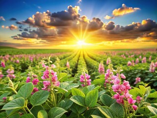 Fototapeta premium Sunny Soybean Field, Blooming Soy Flowers, Lush Green Plants, Agricultural Scene, Summer Harvest