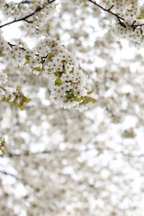 Beautiful white cherry blossoms close up blooming in spring. Spring nature background