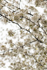 Beautiful white cherry blossoms close up blooming in spring. Spring nature background